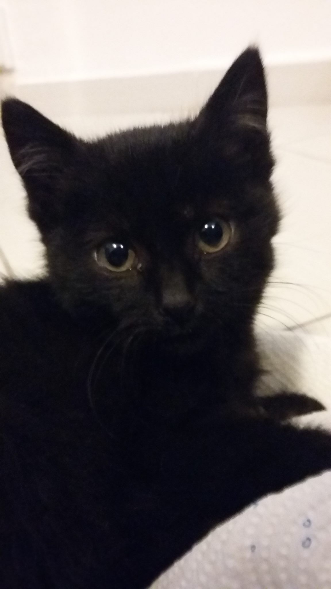 15064131_10154650241532567_936728078_o