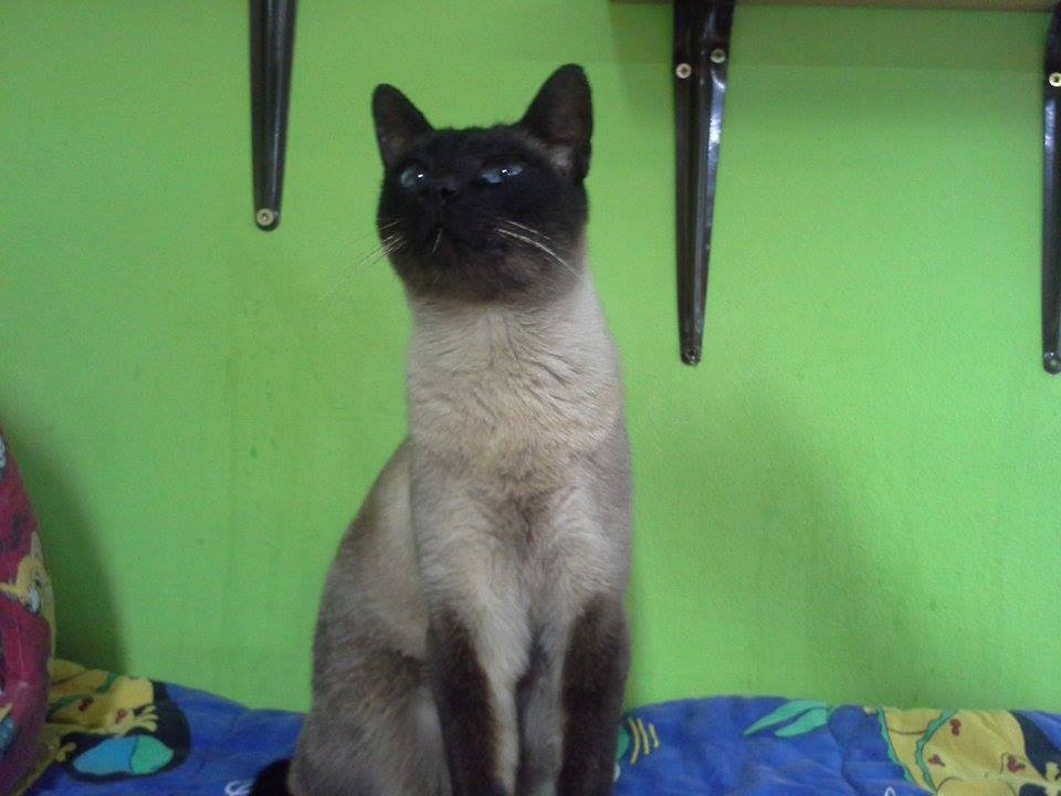 15078605_708398352658104_5100315737682181044_n