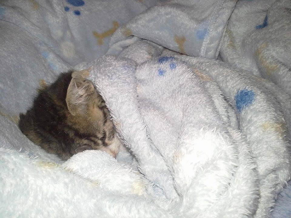 15094293_708398362658103_8513461163089550986_n