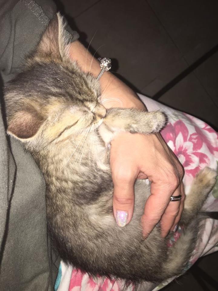 15094380_708799119284694_3102494161005615518_n