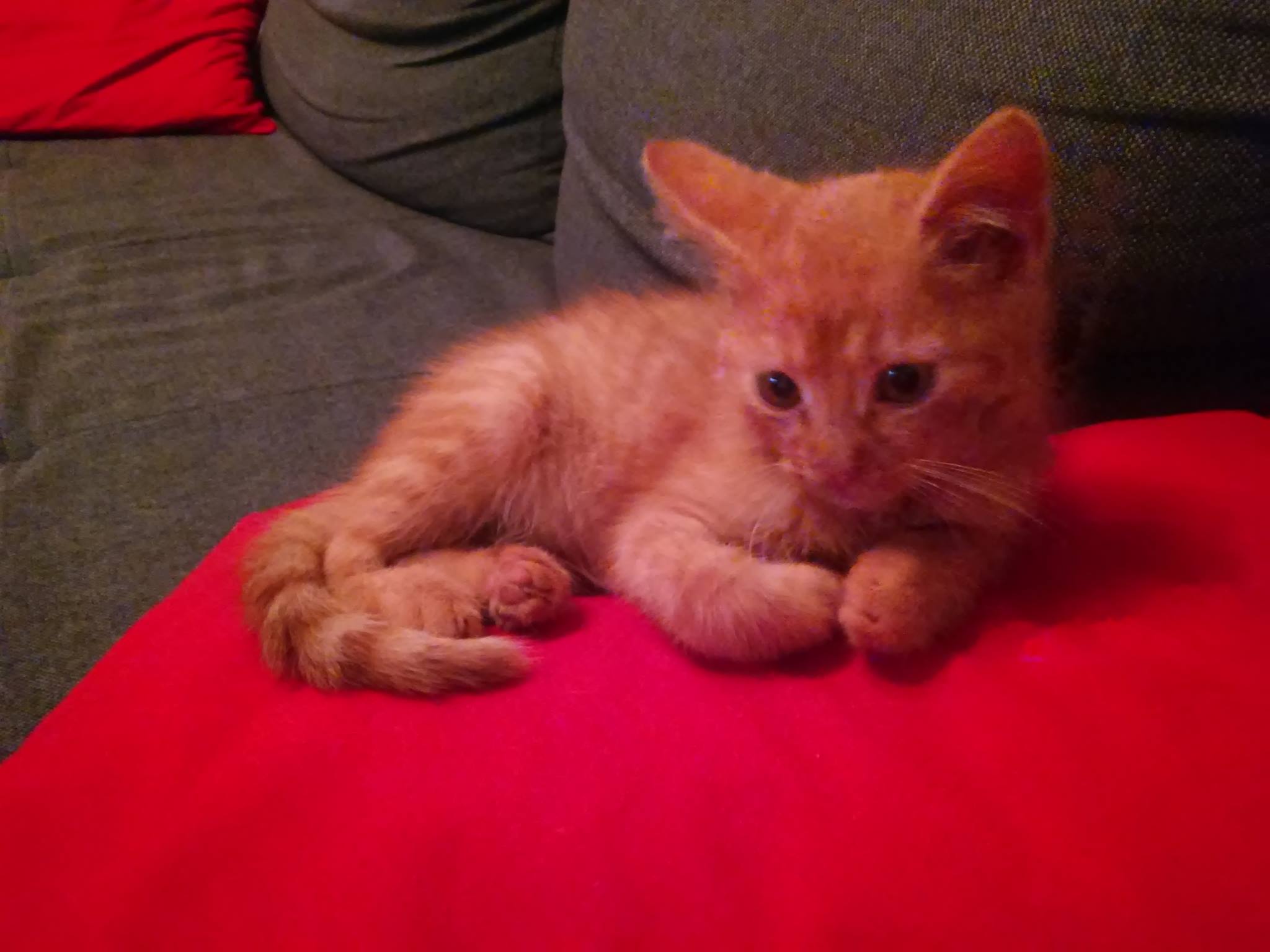 15101865_1422690487741165_212414176_o