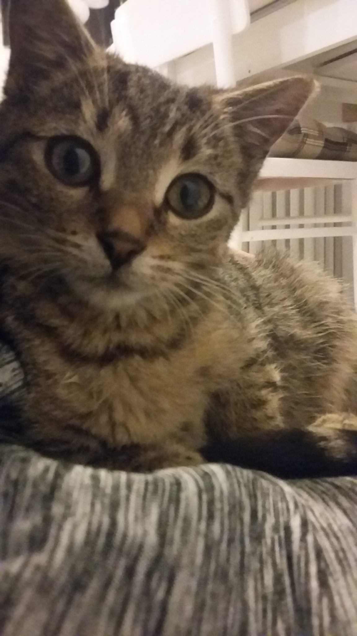 15101883_10154650241647567_1761523950_o