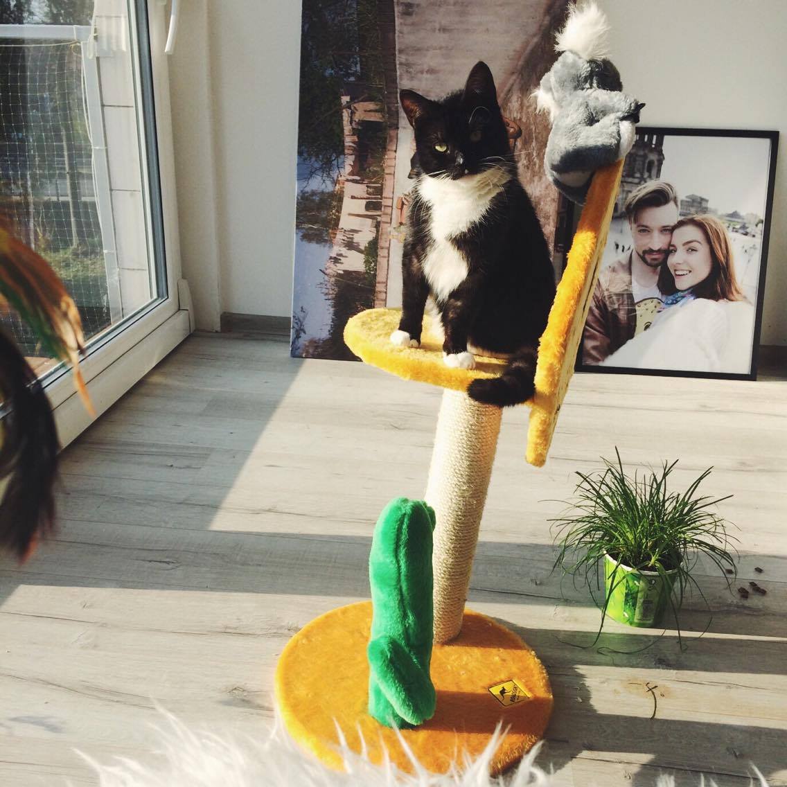 15101948_10202407031893194_1573415705_o