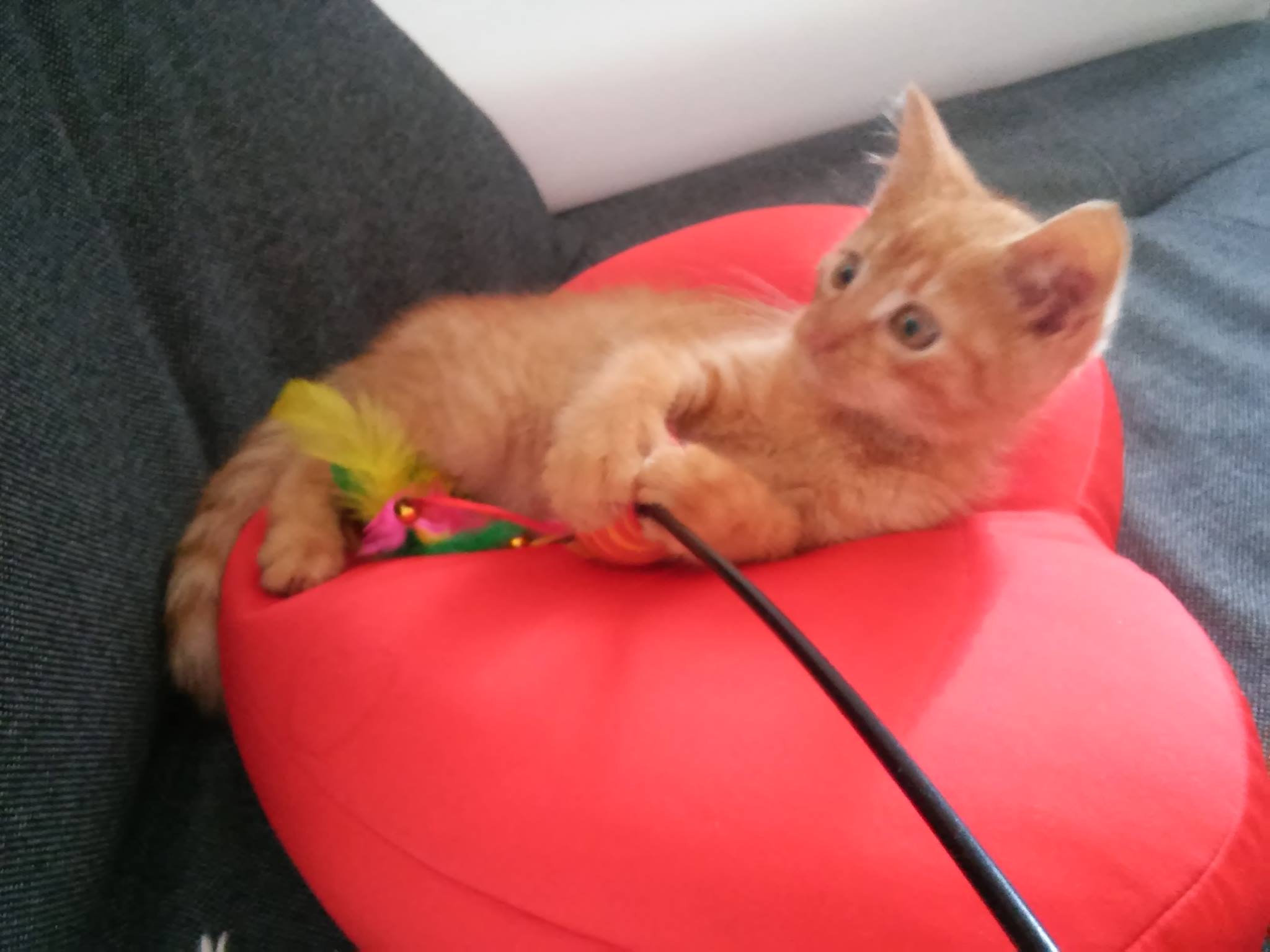 15102114_1422690177741196_1518939864_o