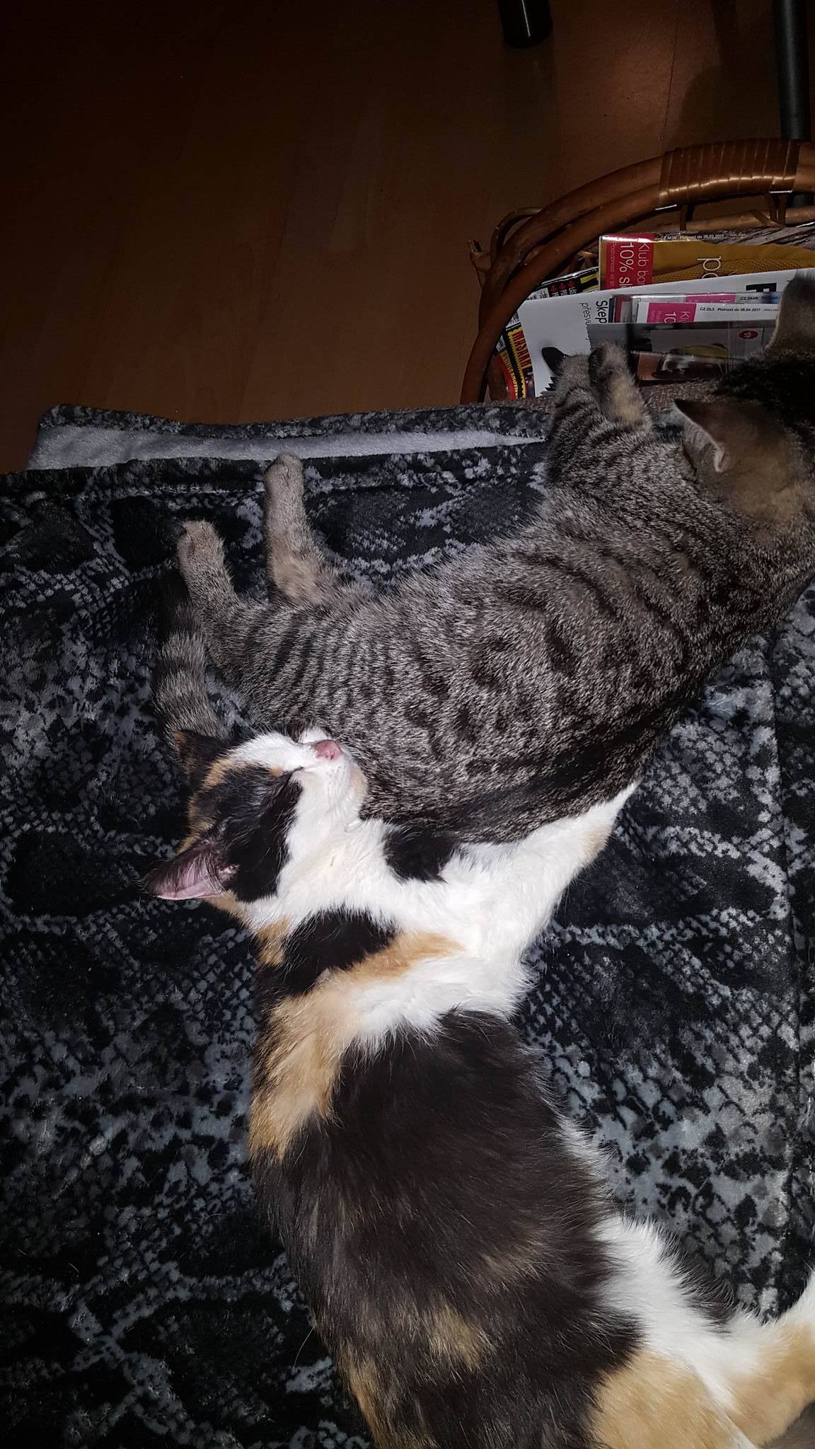 15126011_984293741677229_1633090132_o