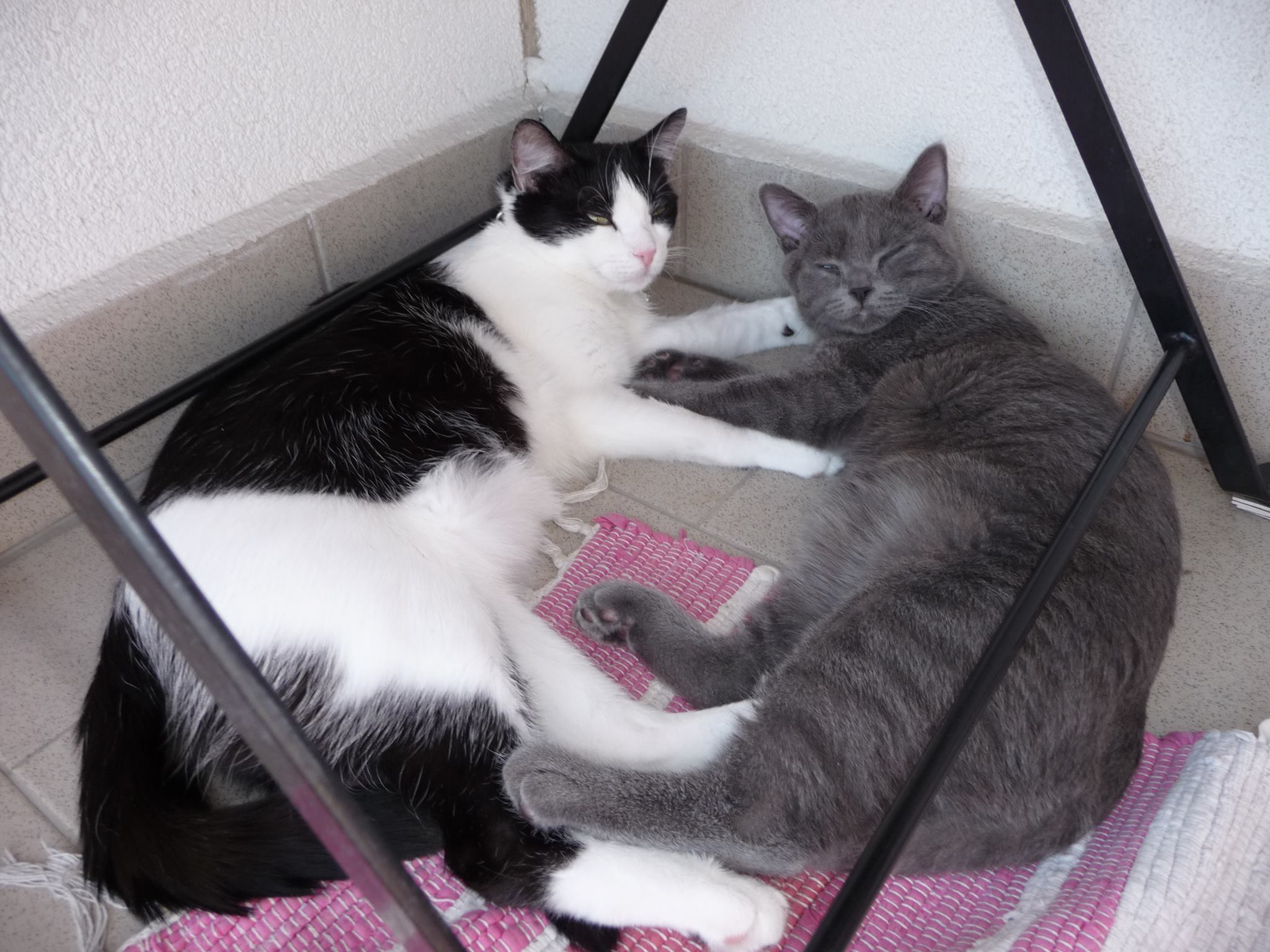 15126163_1363408400344298_150574817_o