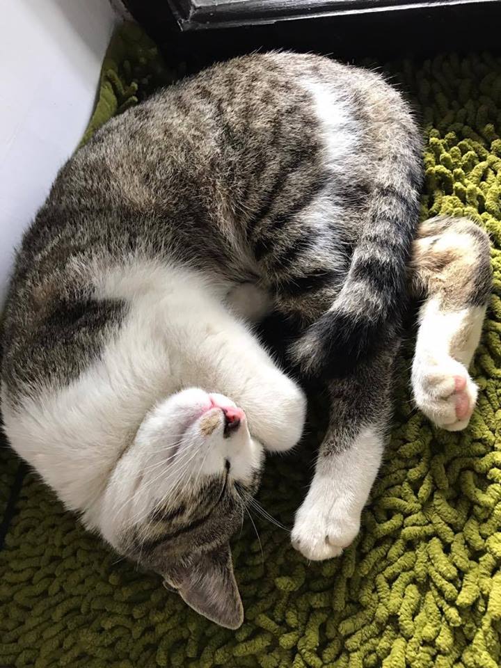 15134643_710369722460967_6220047165282765391_n