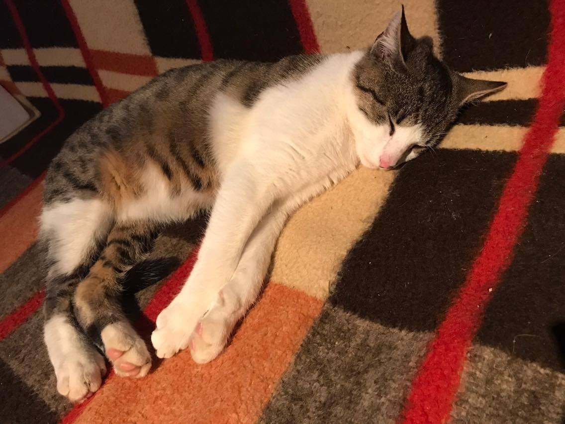 15137447_710369802460959_118865463155432686_o