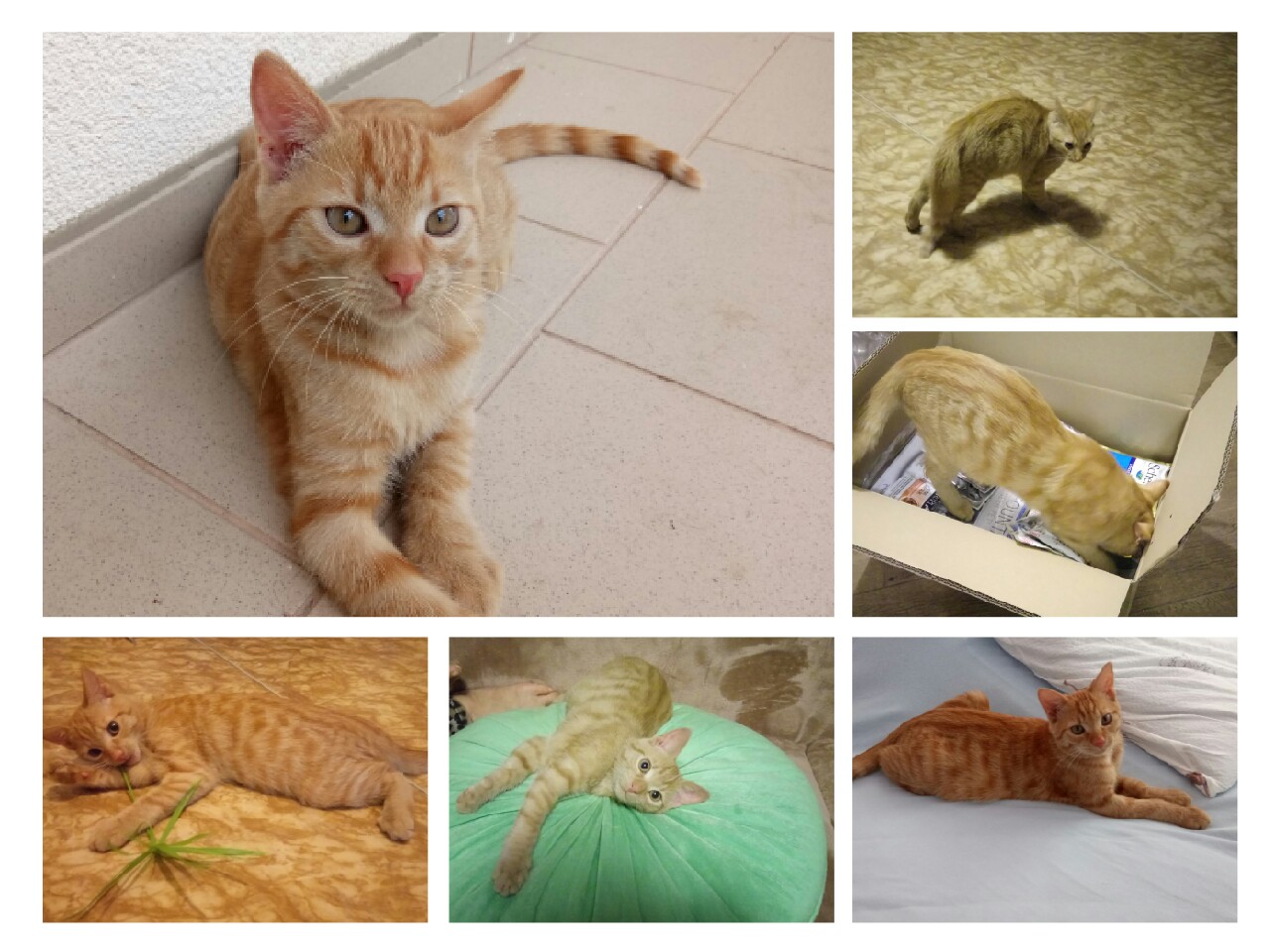 15137541_713279842169955_2169385058200574059_o