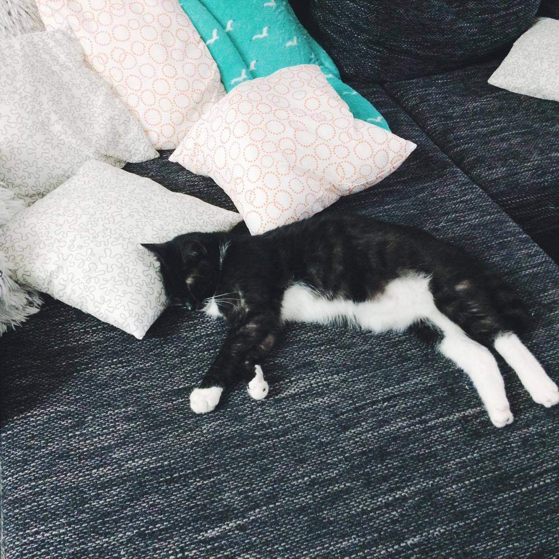 15152384_10202407031813192_1070212044_o