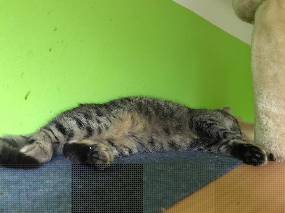 15152885_10211554377158908_92345054_o