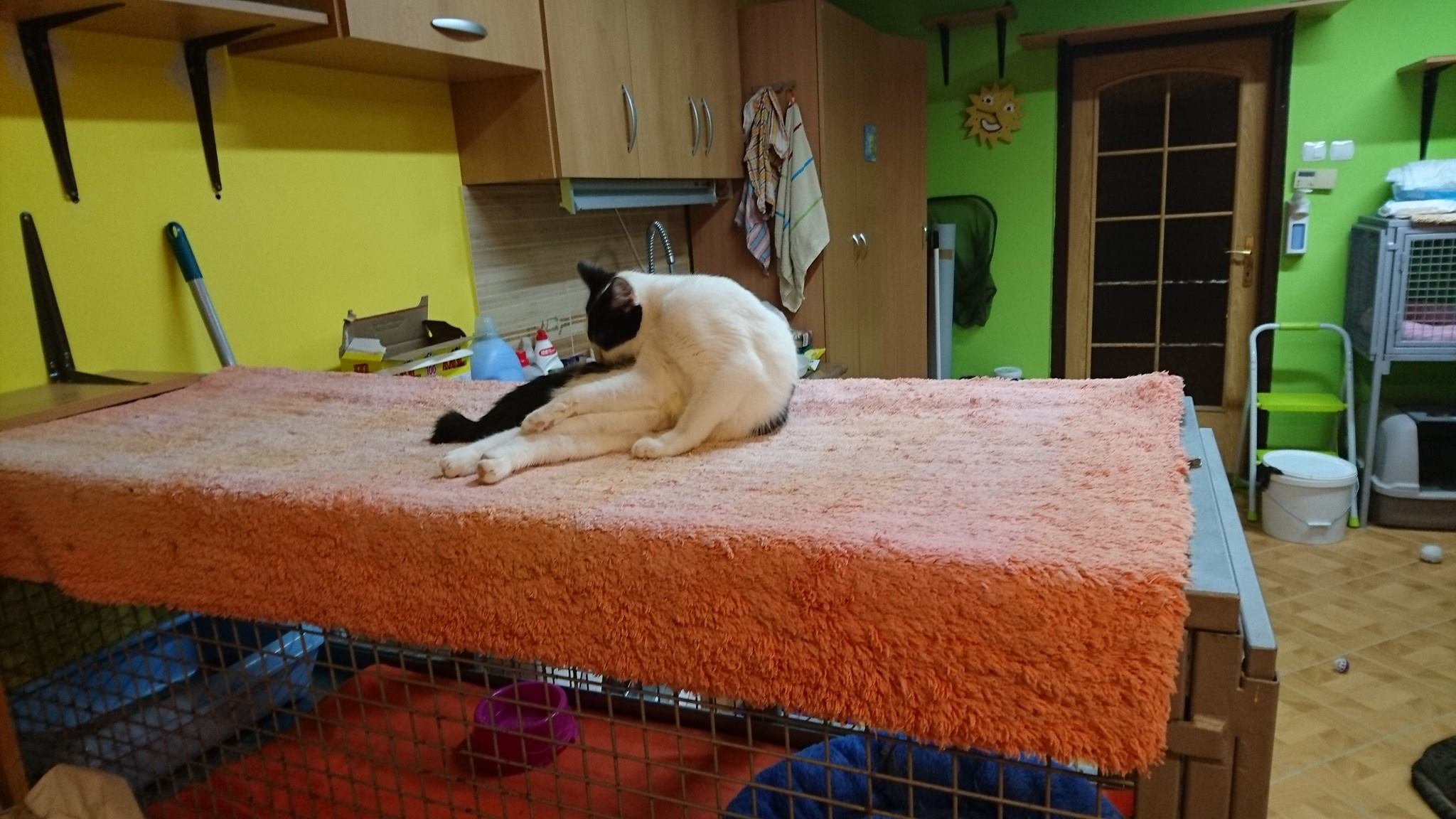 15156961_715321425299130_7398381733584438370_o