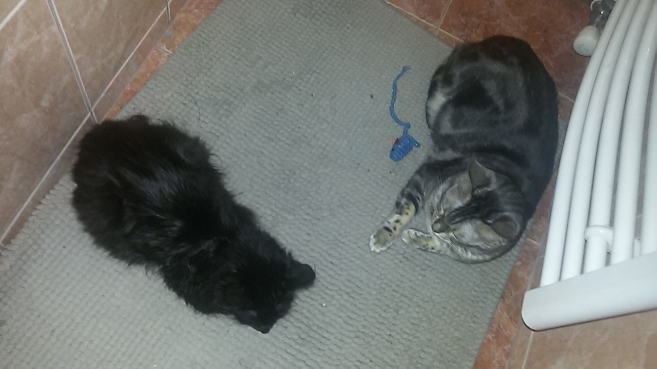 15167559_715573815273891_8955015741853963594_o