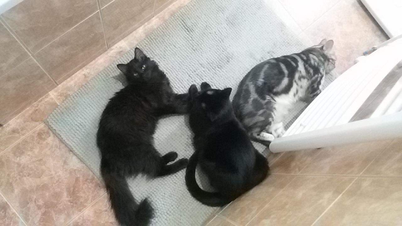 15168733_715573698607236_8524351962201437853_o