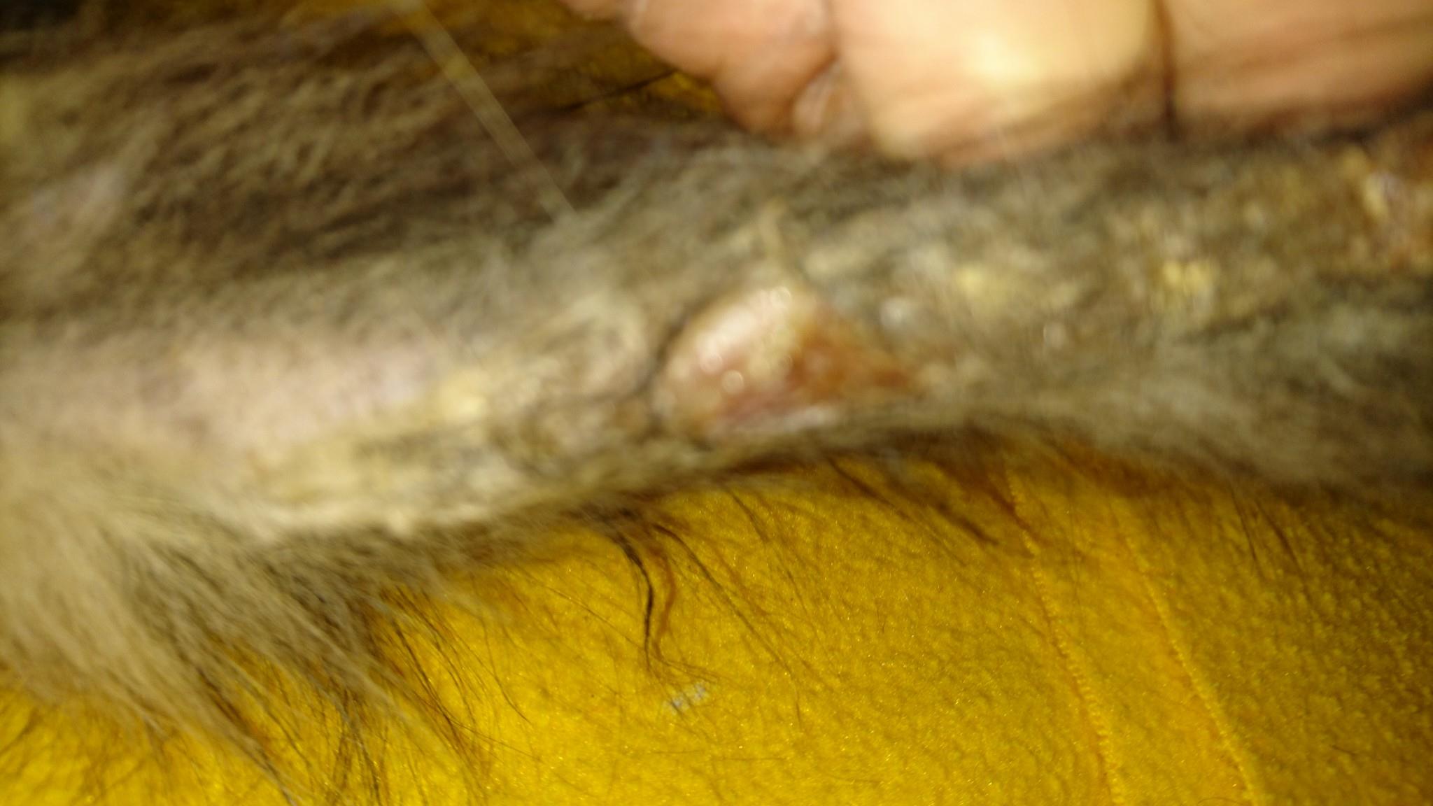 15168751_715323115298961_518480941495536183_o