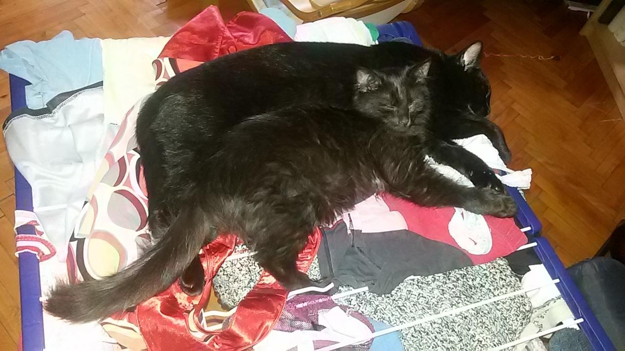 15168833_715573675273905_3867011975820946160_o