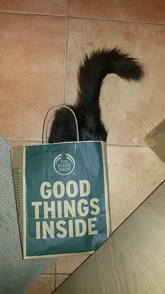 15179094_715573658607240_308058692550851583_n