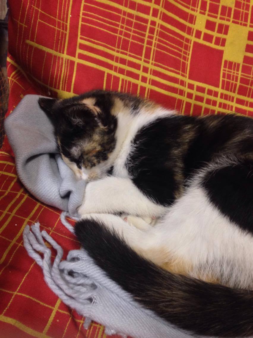 15182604_10207632694125943_1692162314_o