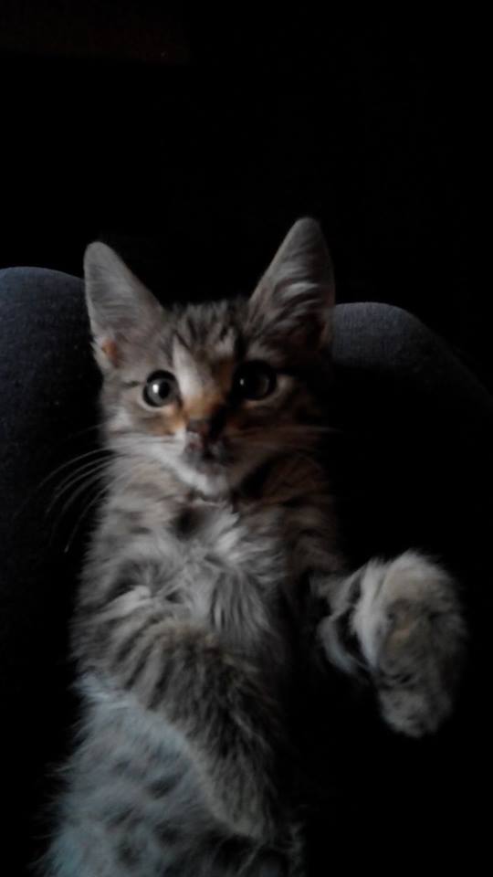 15192715_716801558484450_5316091963205676906_n