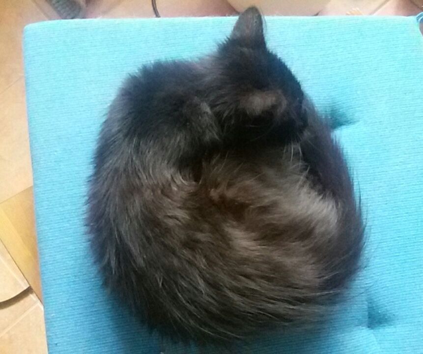 15192732_715573905273882_1764994073942875498_n