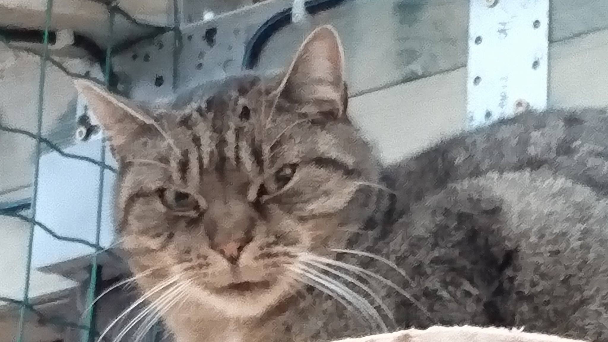 15194433_712805715550701_8798586440888091284_o