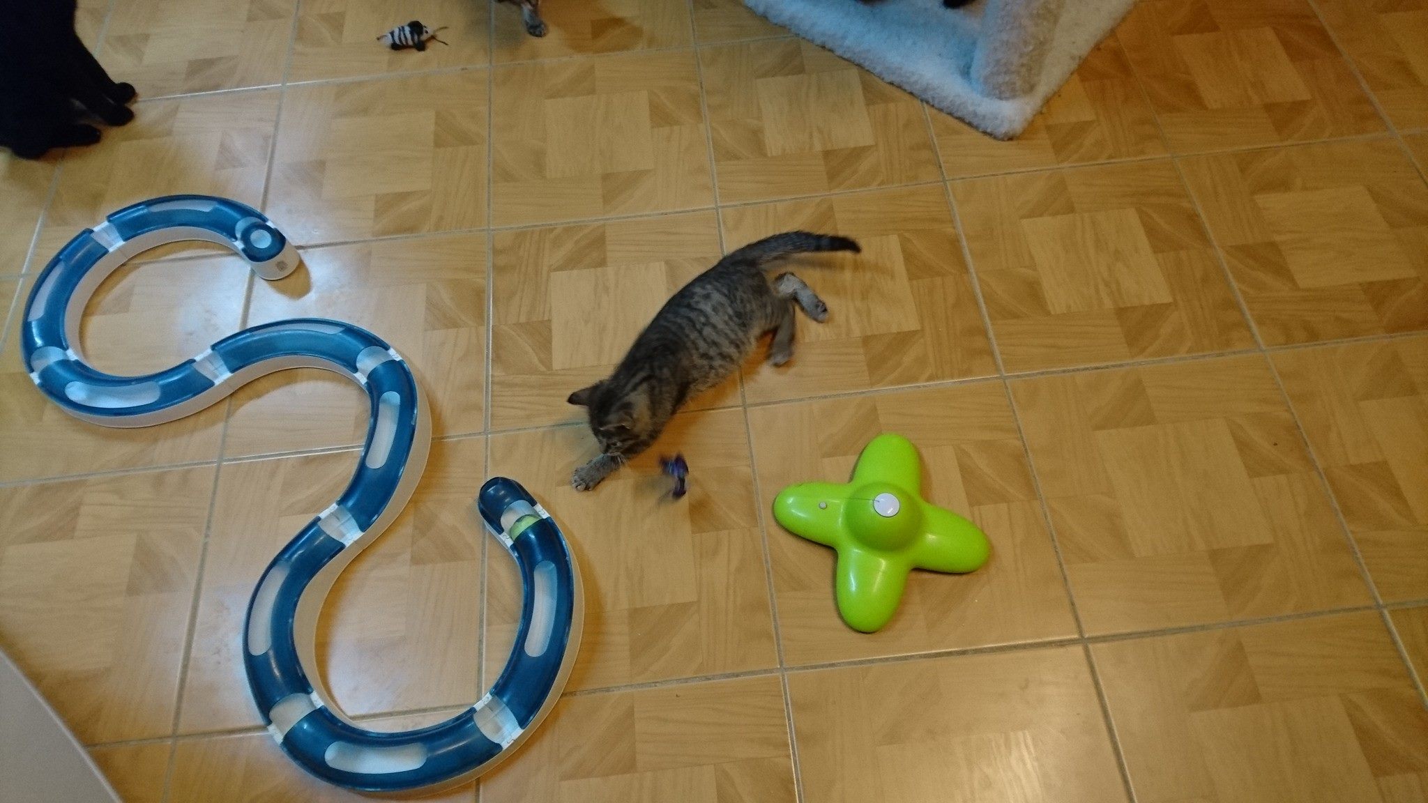 15194521_715321631965776_2604647224499195811_o