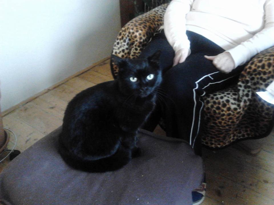 15202566_716612855169987_1738080928982223598_n