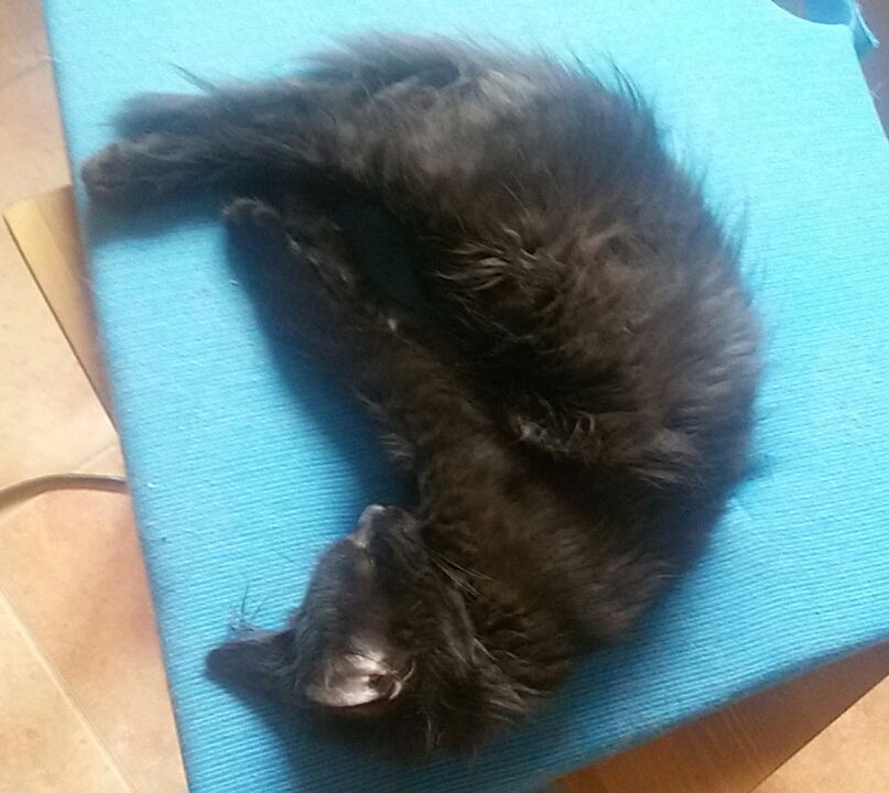 15202685_715573928607213_5989906527340145150_n