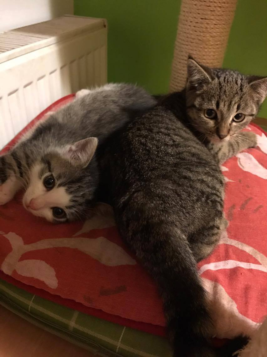 15204233_10211554376638895_1496622032_o