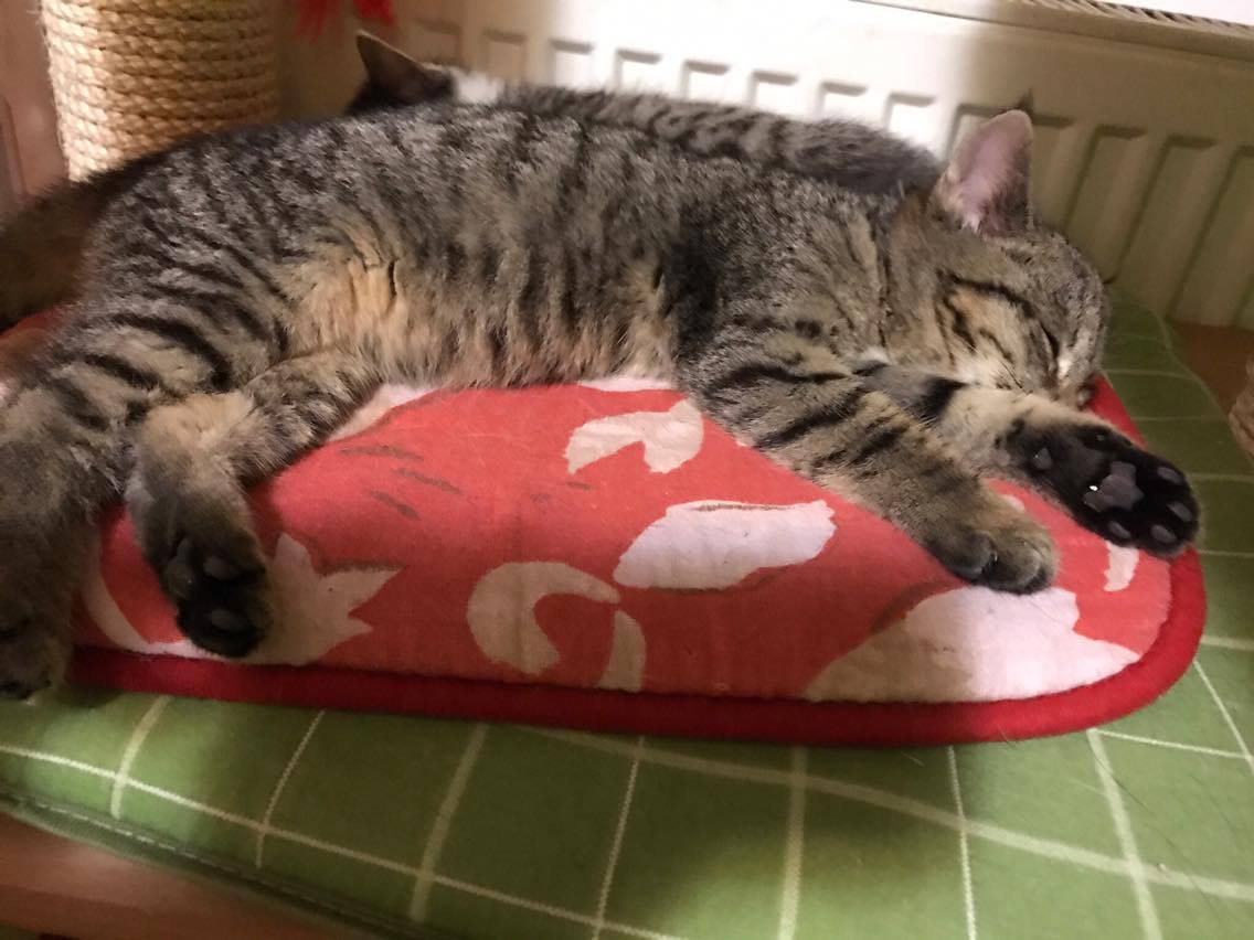 15205640_10211554376718897_1120901600_o