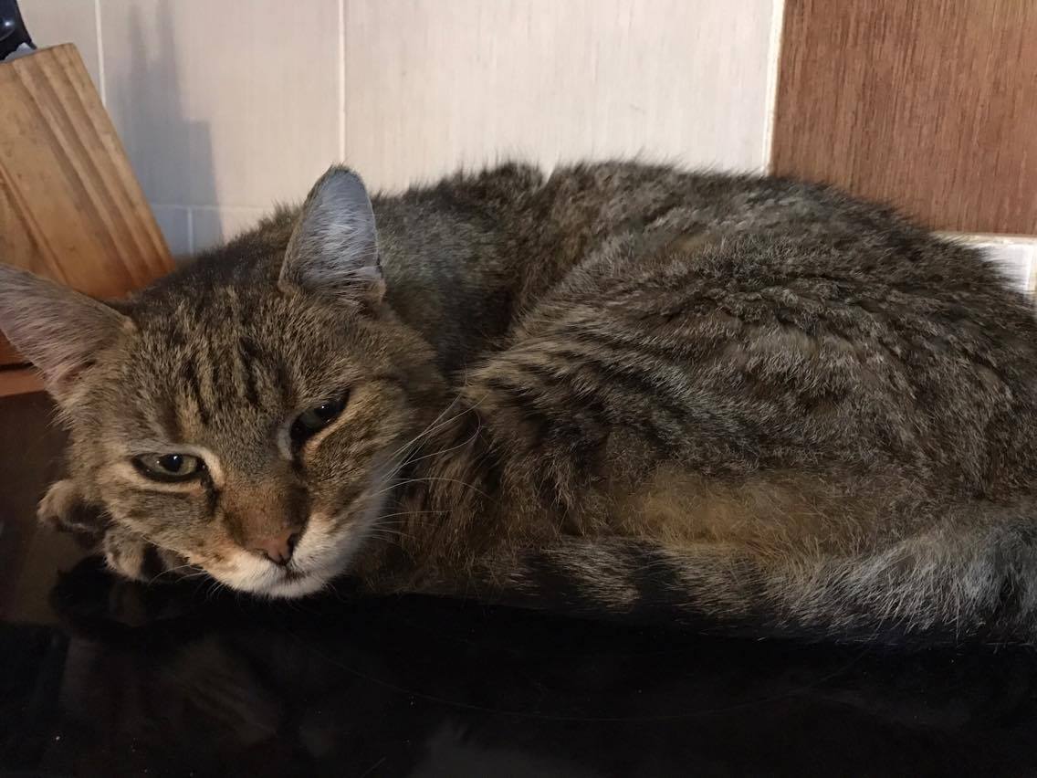 15215757_10211554379438965_1018970460_o