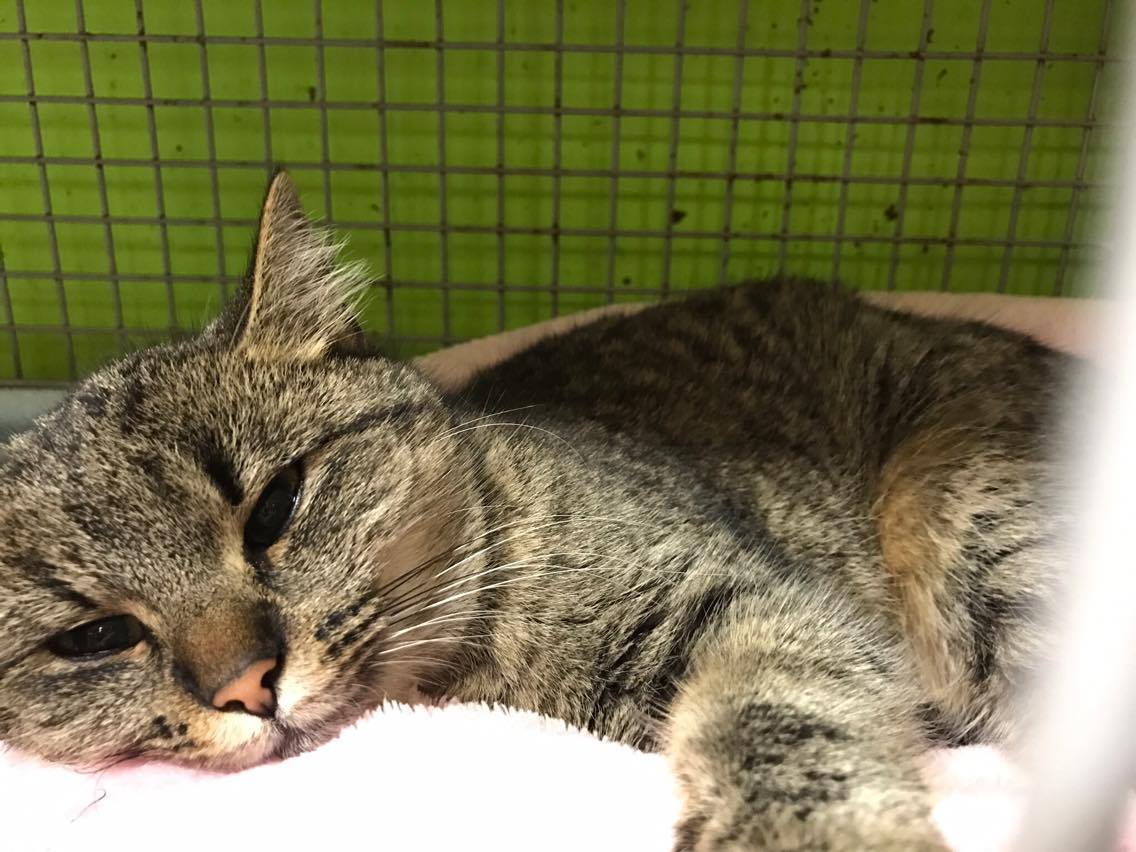 15215842_10211554377198909_871026888_o