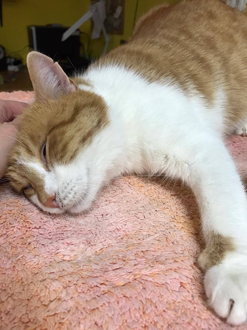 15216222_10211554380718997_264679911_o