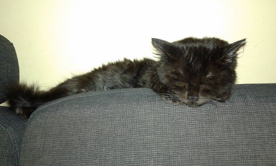 15219488_716624738502132_7197803112443245218_n