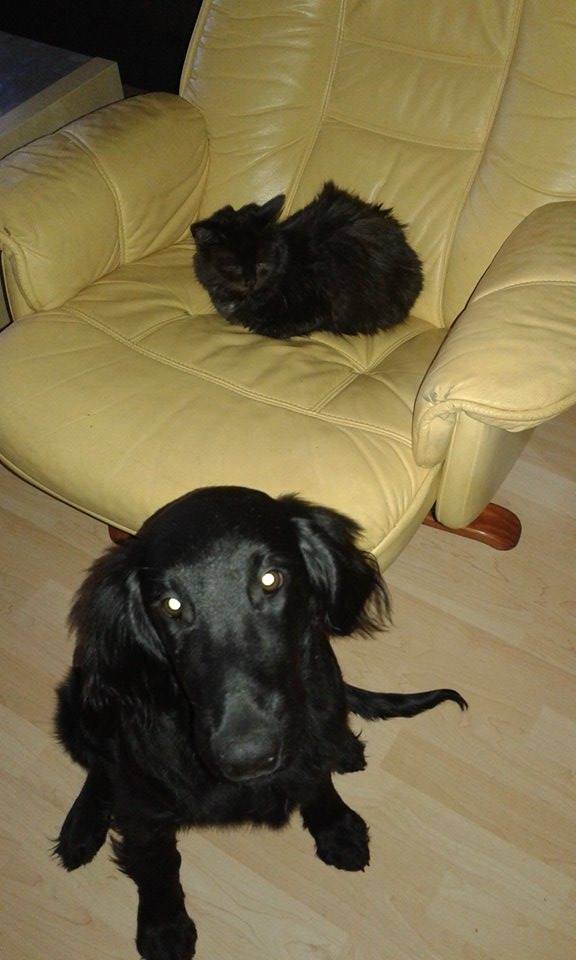 15219659_716624801835459_3871452902834316429_n