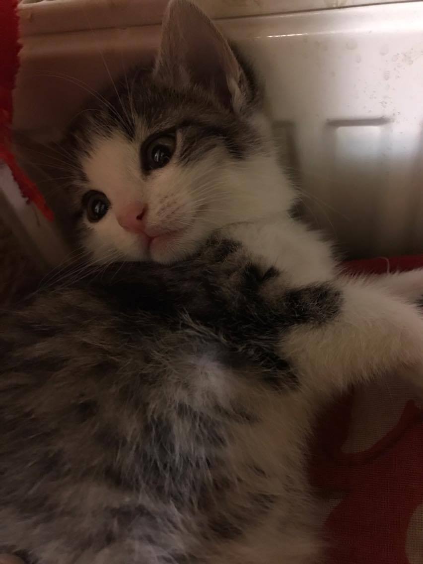 15225282_10211554379238960_1093167974_o