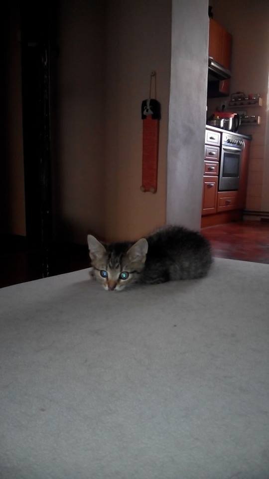 15230826_716801665151106_1423254457132452654_n