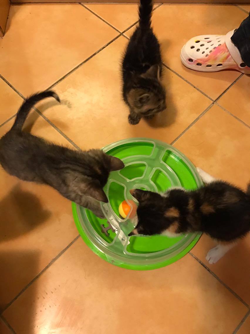 15231463_10211554376358888_1141693598_o