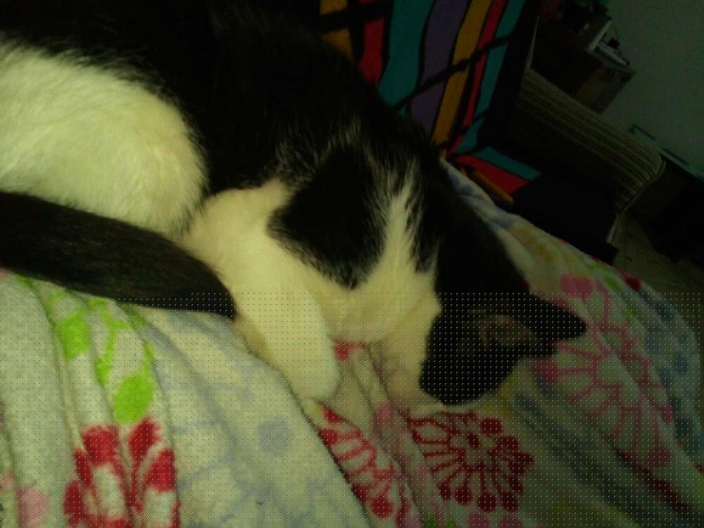 15231674_465918453578467_602825245_o