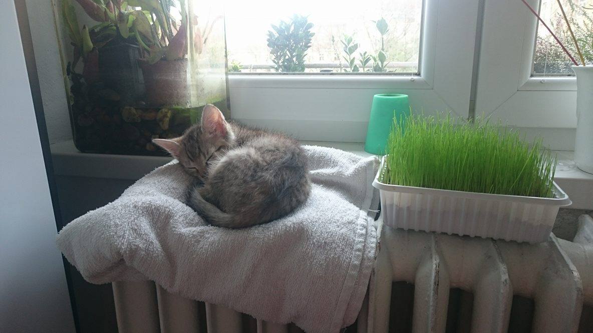 15231730_1299875310033989_1942912471_o