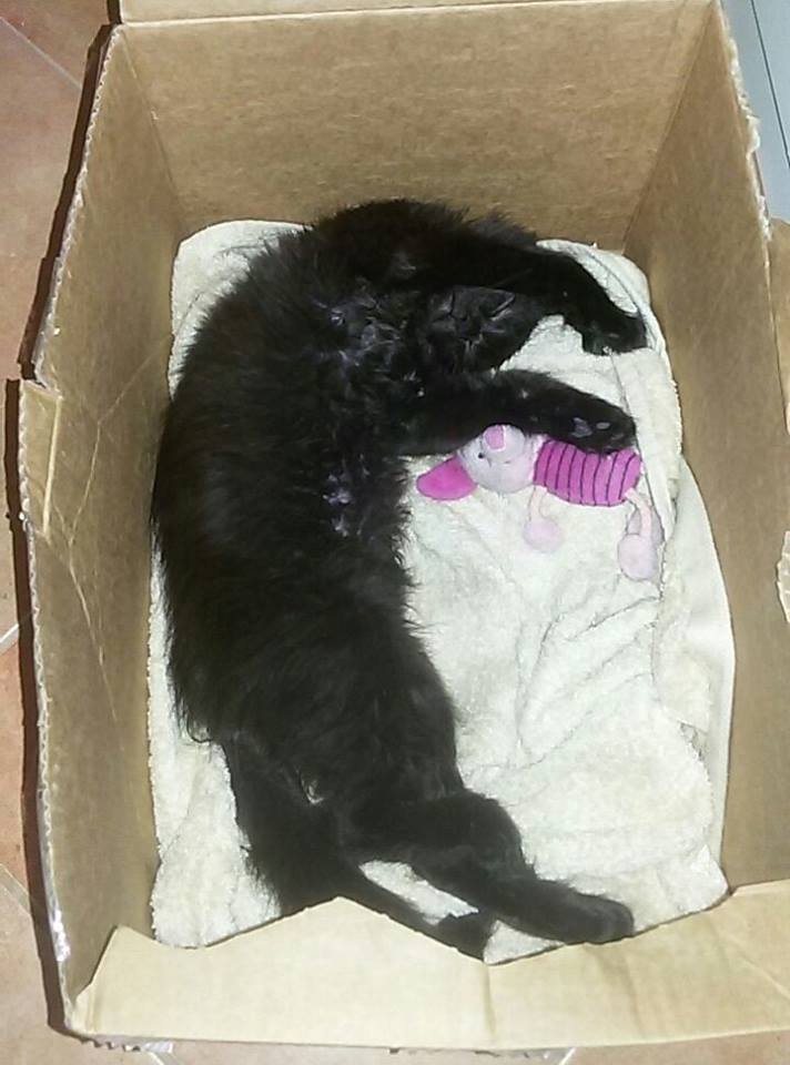 15232137_715574025273870_7957130710664232617_n