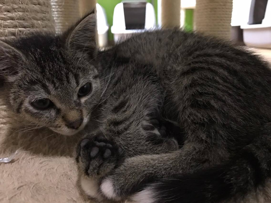 15233692_10211554377798924_1034135877_o