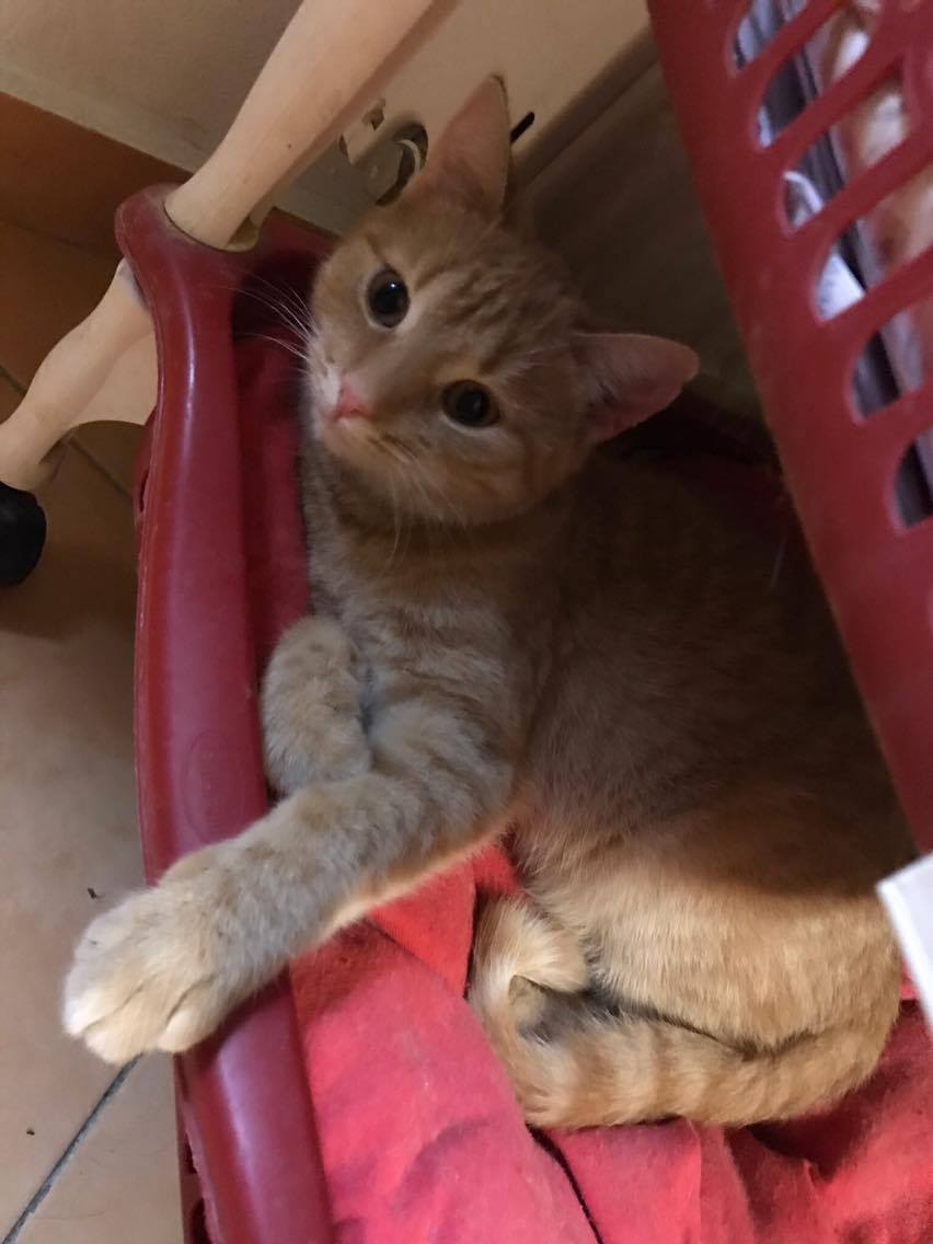 15233715_10211554378758948_1940991531_o