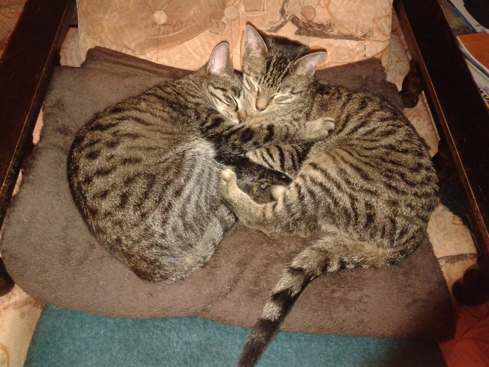 15235435_716616955169577_4933078583987699930_o