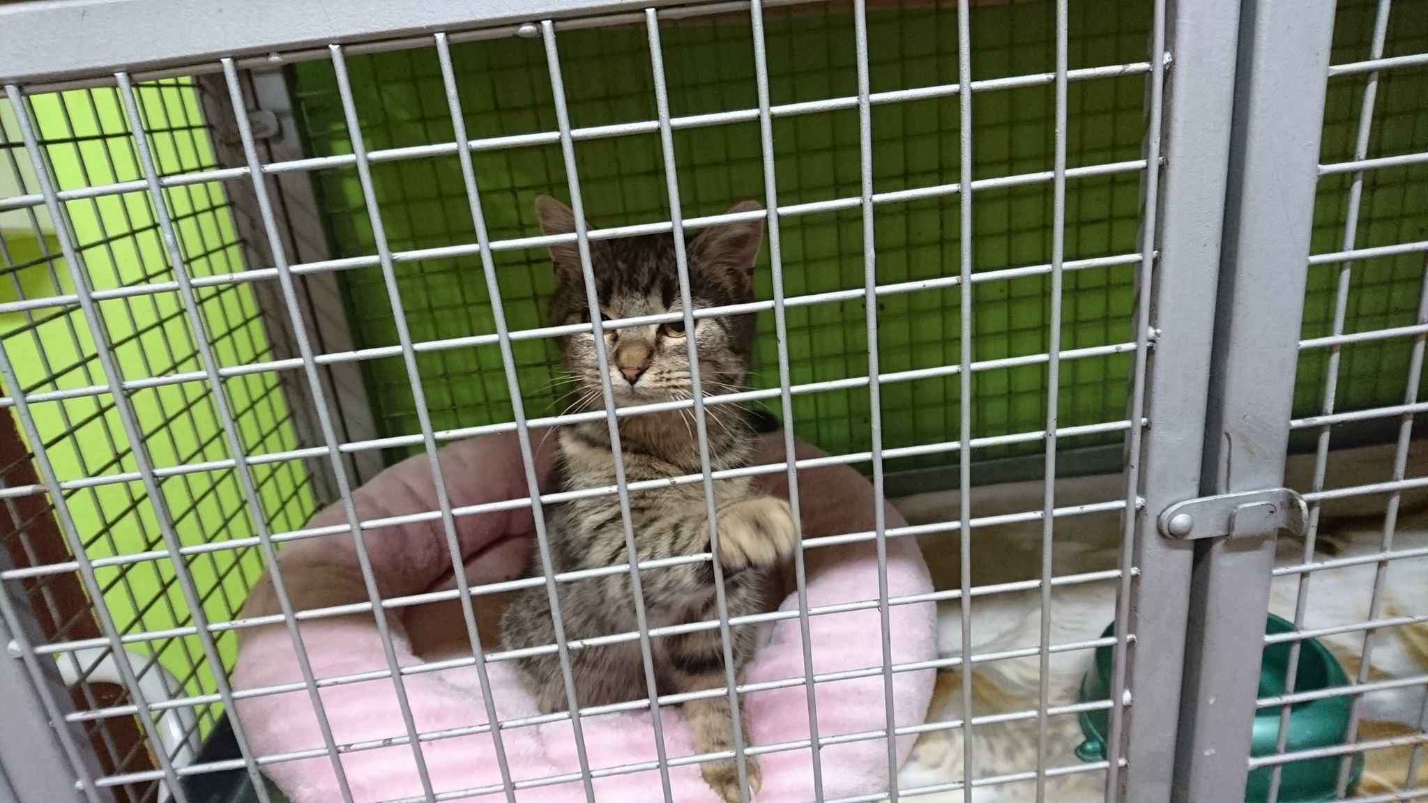 15235892_715375275293745_2707908992277878183_o