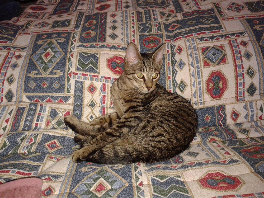 15235897_716617305169542_1517499861352215772_o