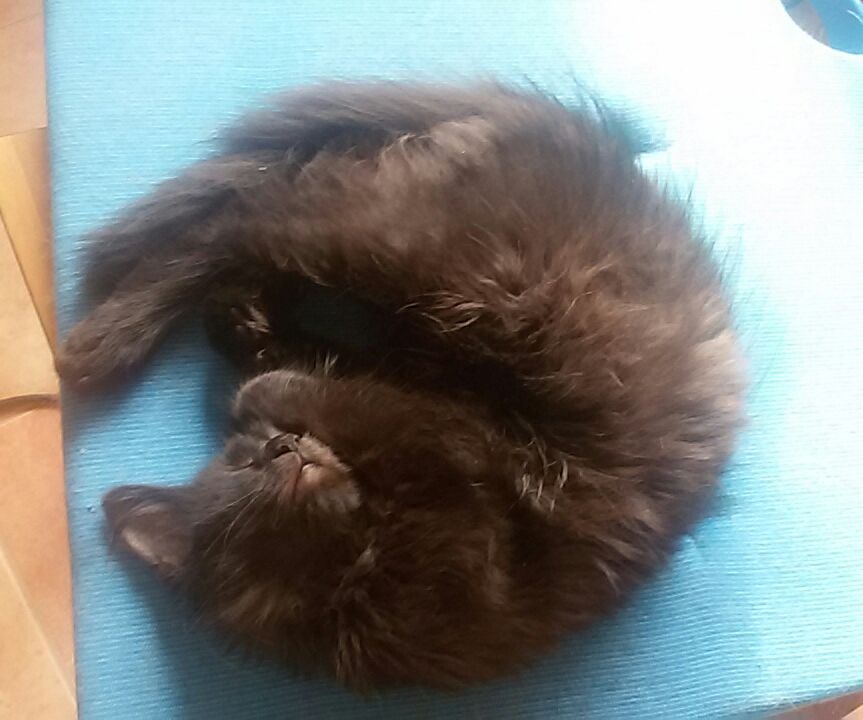 15241315_715573648607241_727363827576320524_n