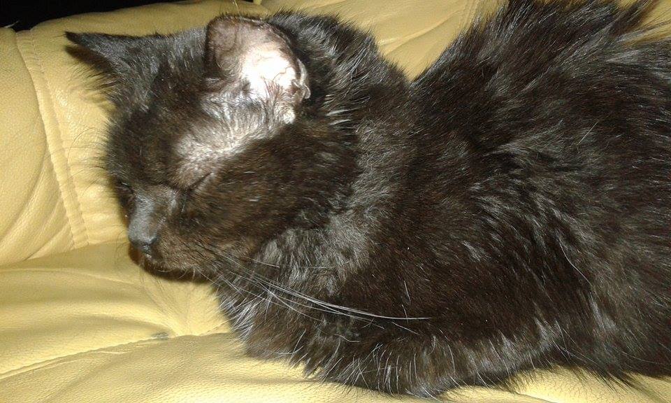 15241935_716624778502128_3025055548259271848_n