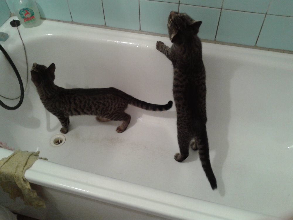 15250855_716617115169561_9221481636072047079_o