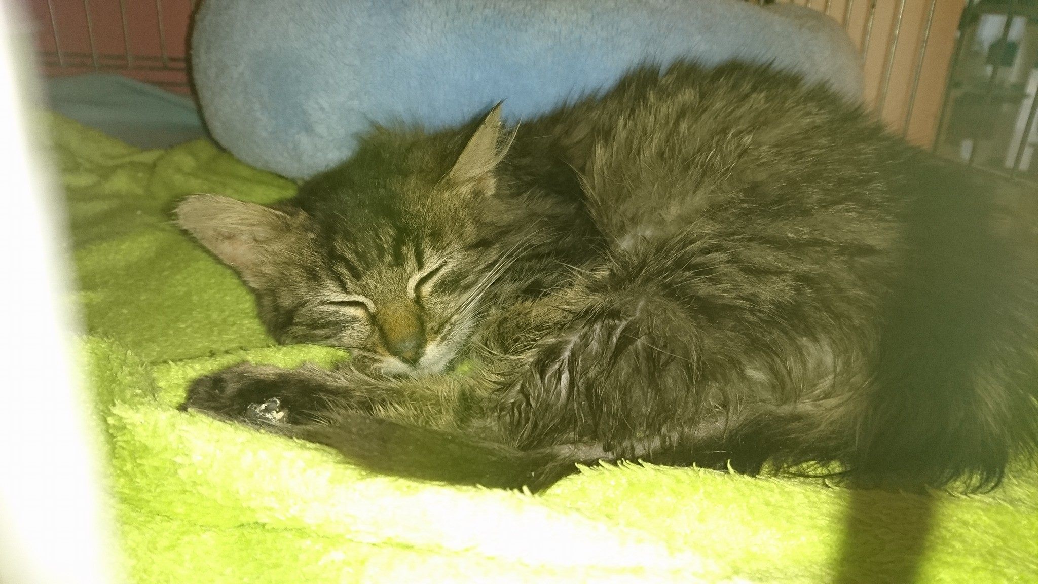 15250959_716877431810196_5623410634218072749_o